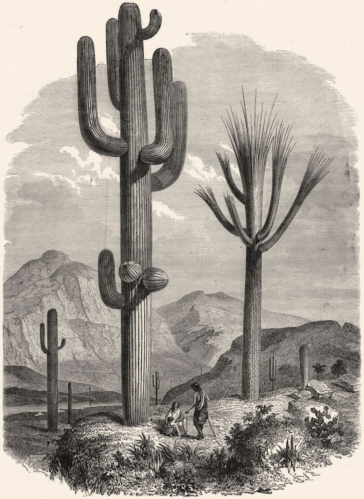 USA. Cereus Giganteus, Monumental Cactus c1880 old antique print picture
